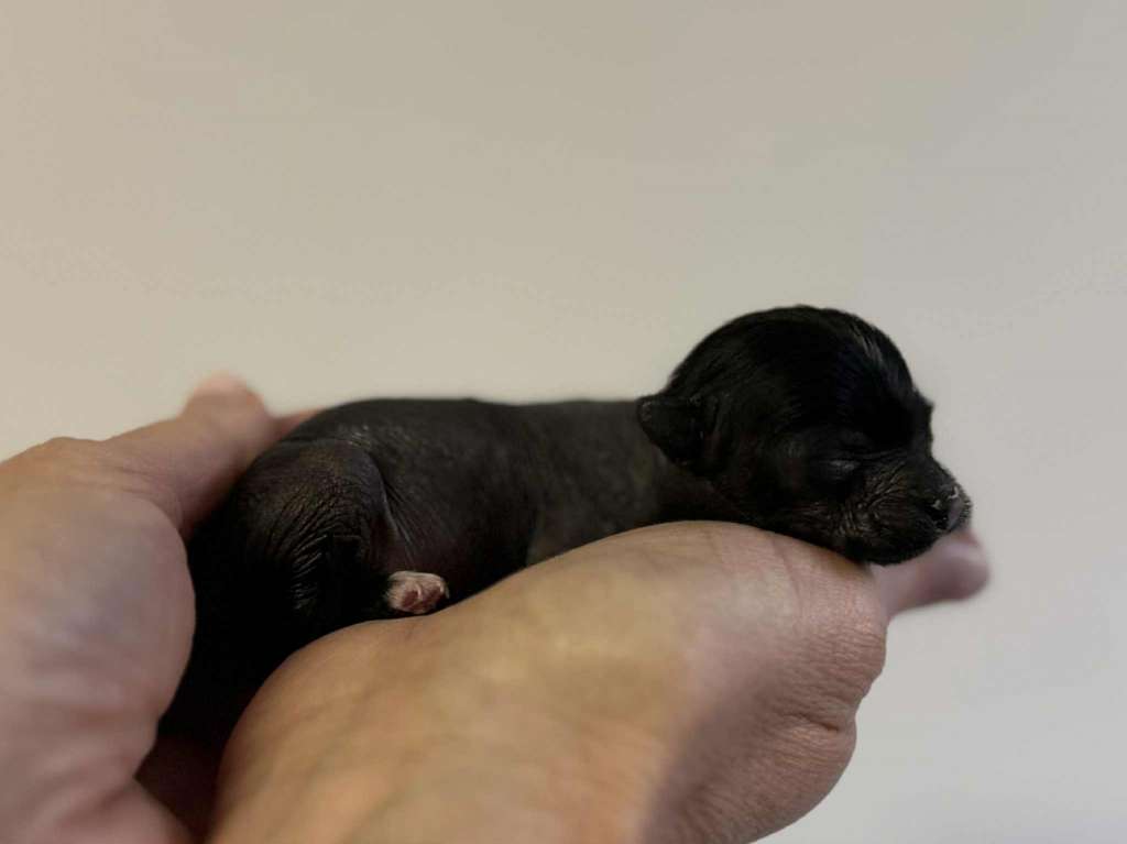 Opal Waleczna Insolite Familier