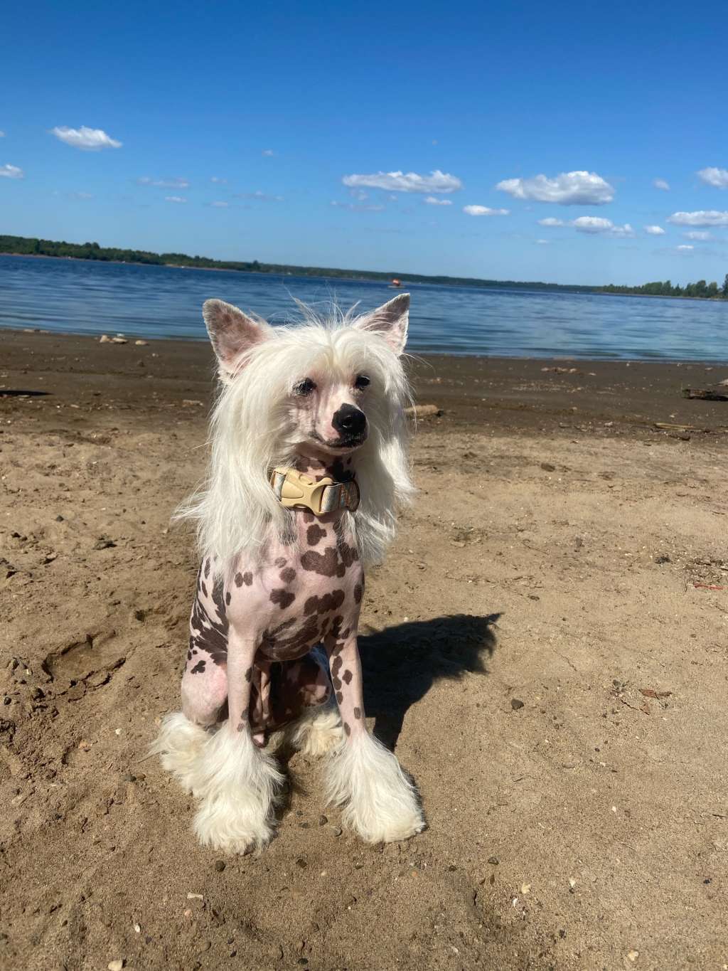 Shining Stardogs Zetta