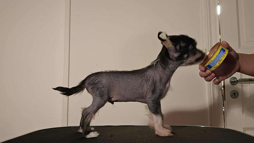 Chagiya's Get This Party Started