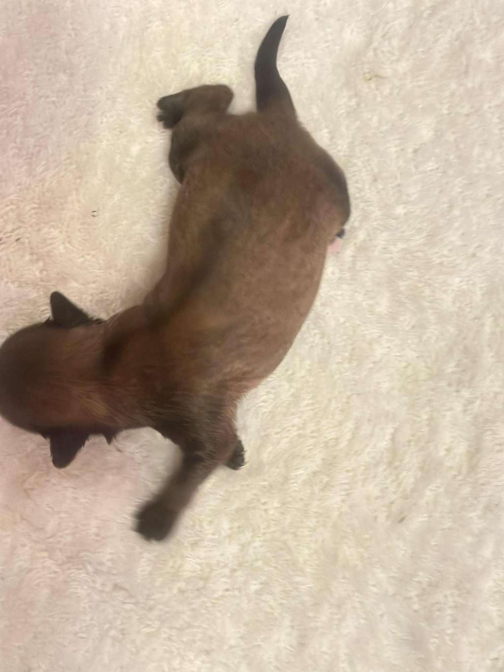 Ryu Tao Z Wolki Poland