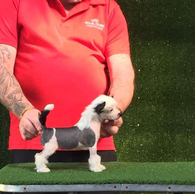 Karakush Fact Or Furphy