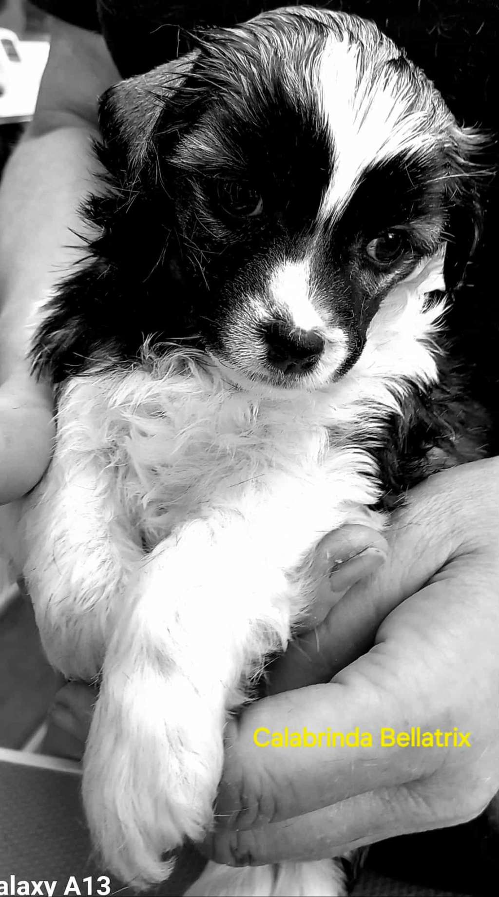 Calabrinda Bellatrix