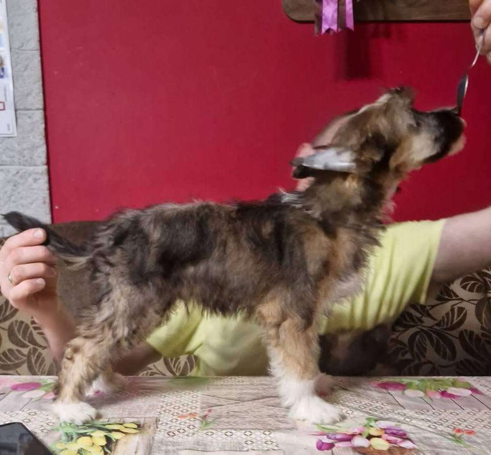 I am Iskender ze Zlocistego Raju