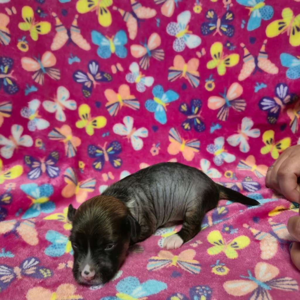 I am Lemmy ze Zlocistego Raju