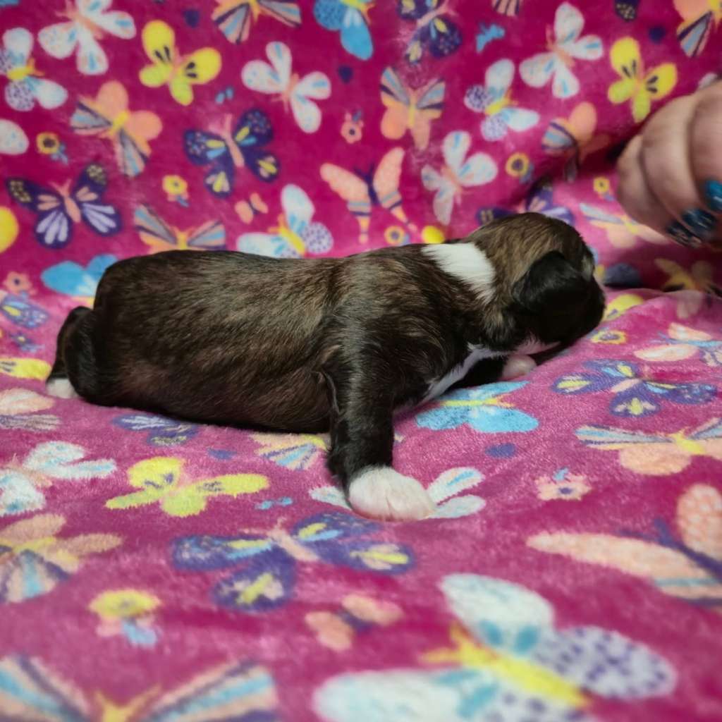 I am Izzy ze Zlocistego Raju