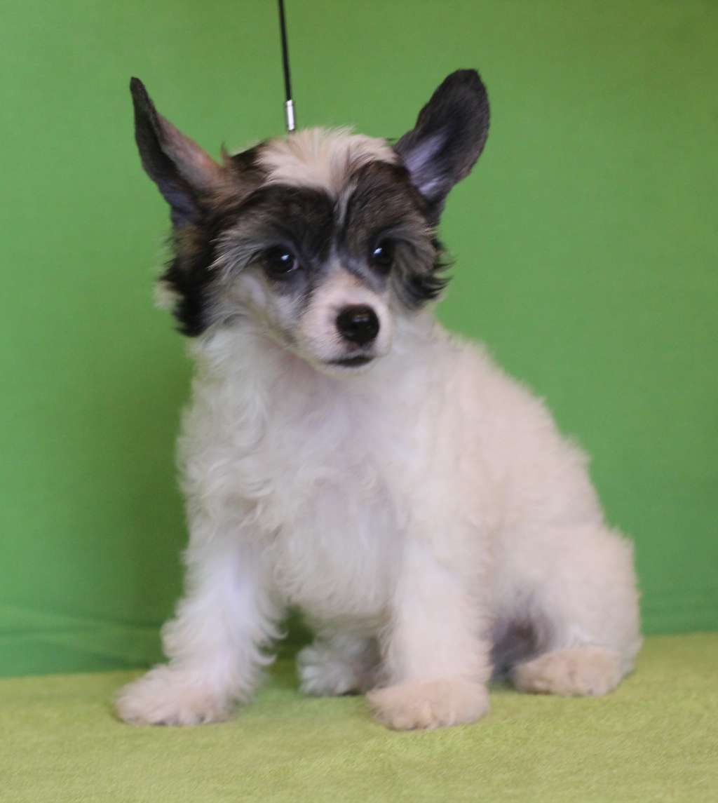 Magic Belize don Quijote