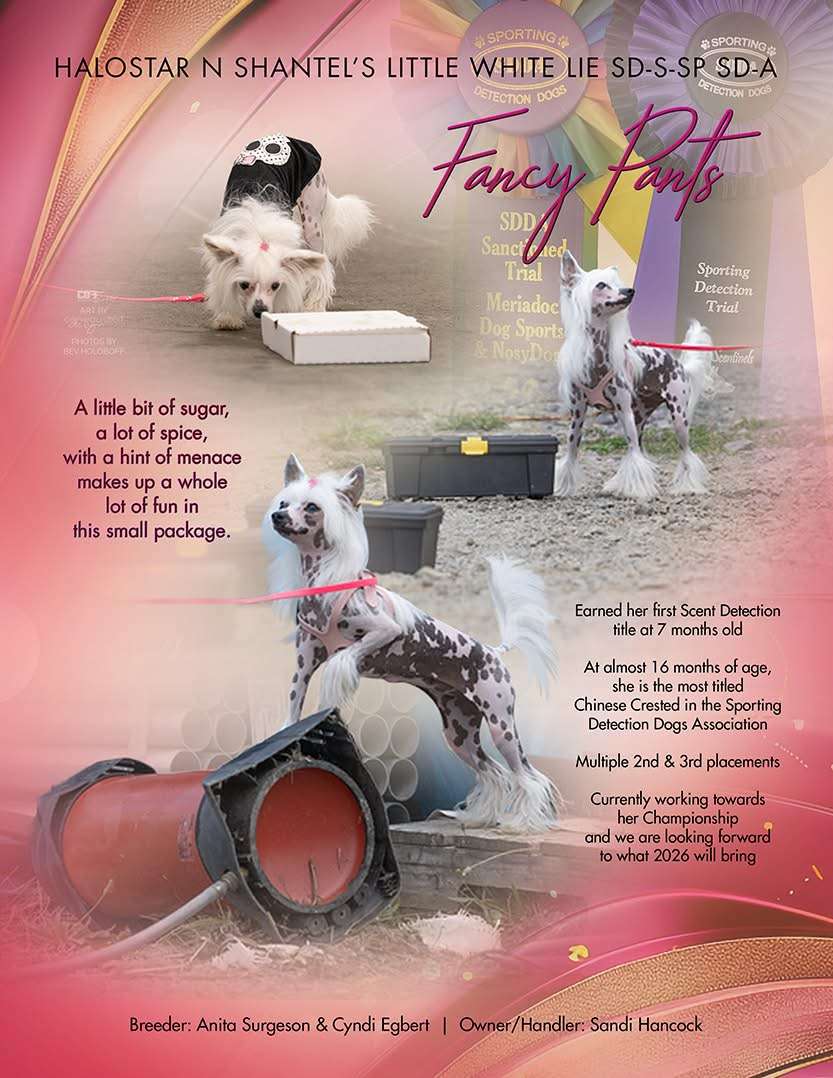 Halostar N Shantel's Little White Lie