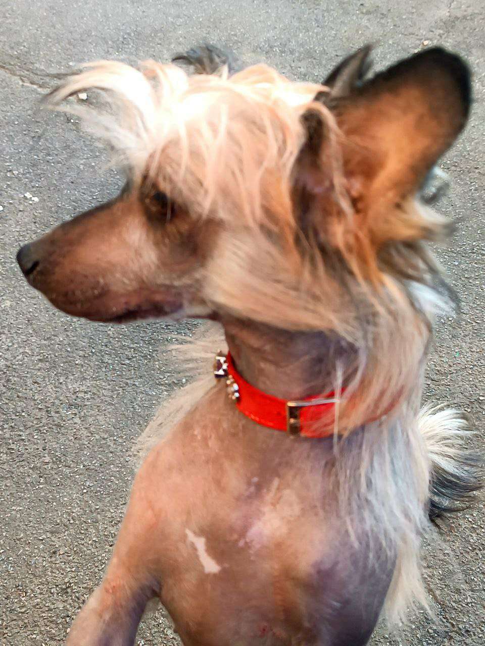 Beauty Incomporable Iolanta