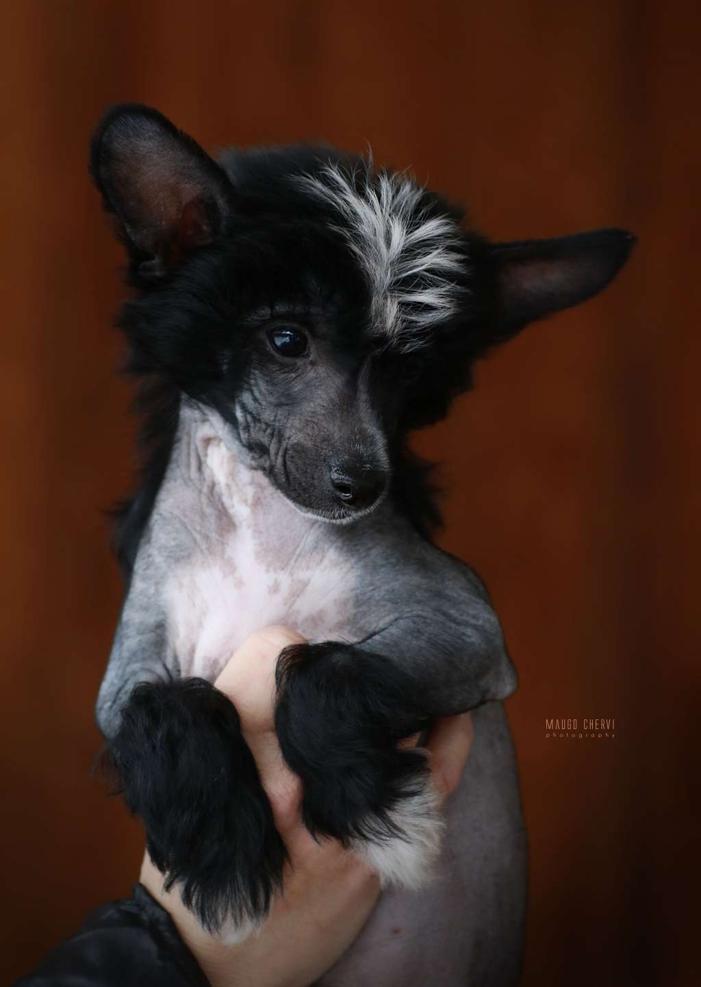 Charlie Nagi Instynkt