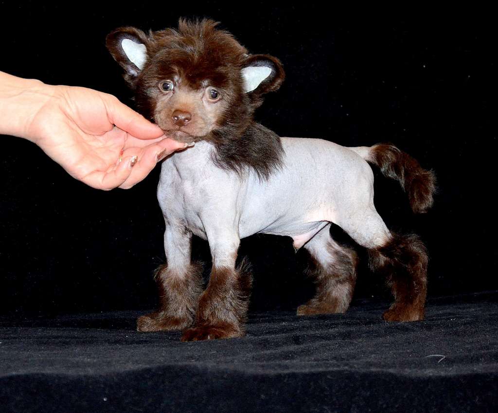 Chevrolet Perfect Fit