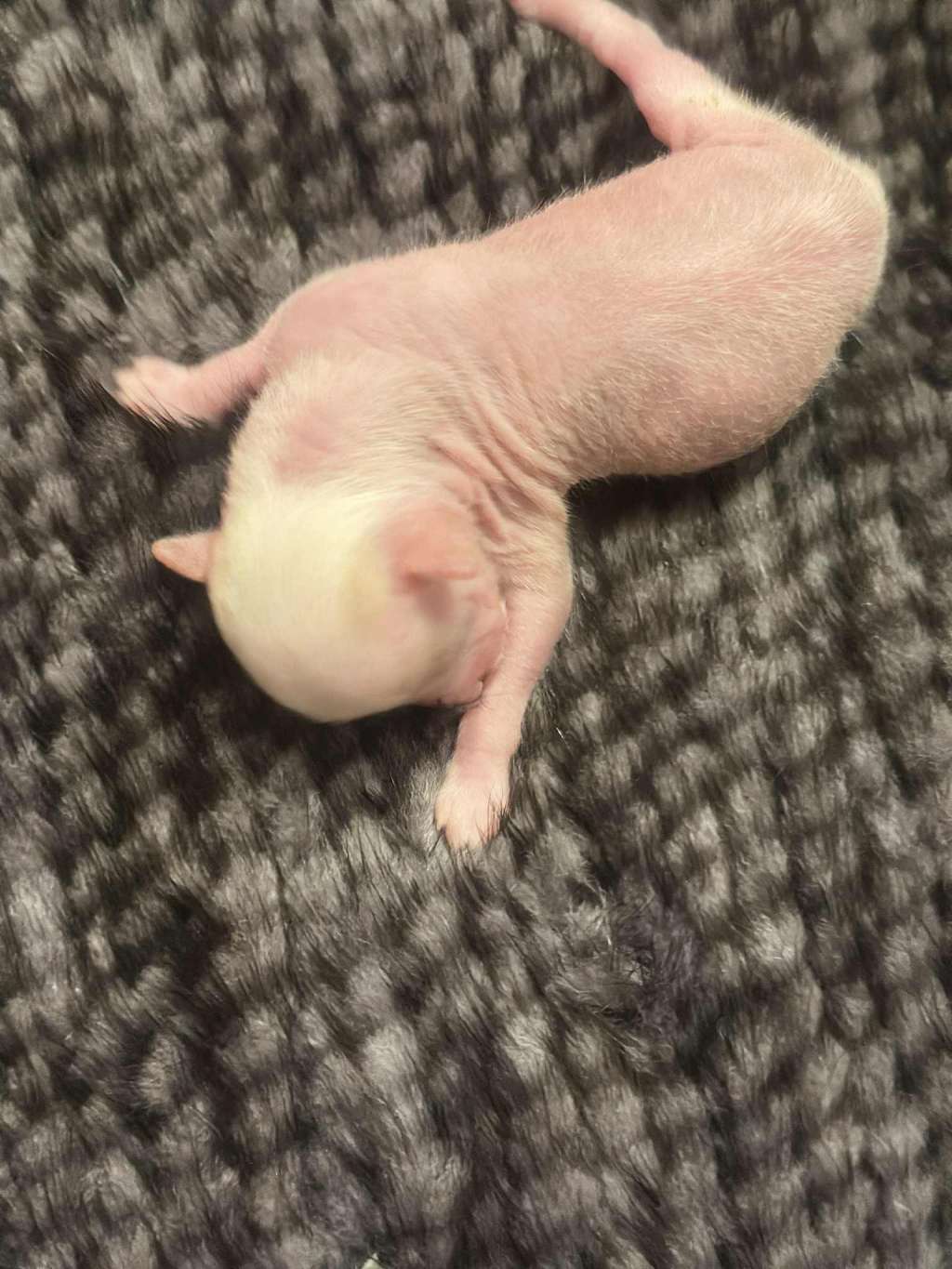 Snow Shappire z Wolki