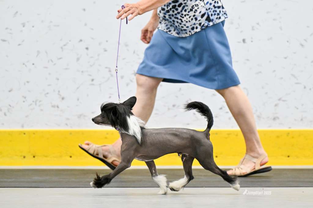 Can CH WillowGlyn Morpheus