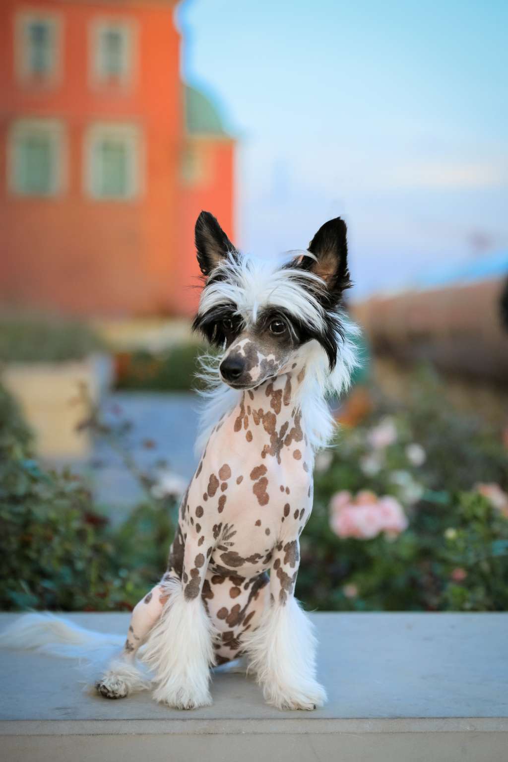 Famrus Bella Bambina