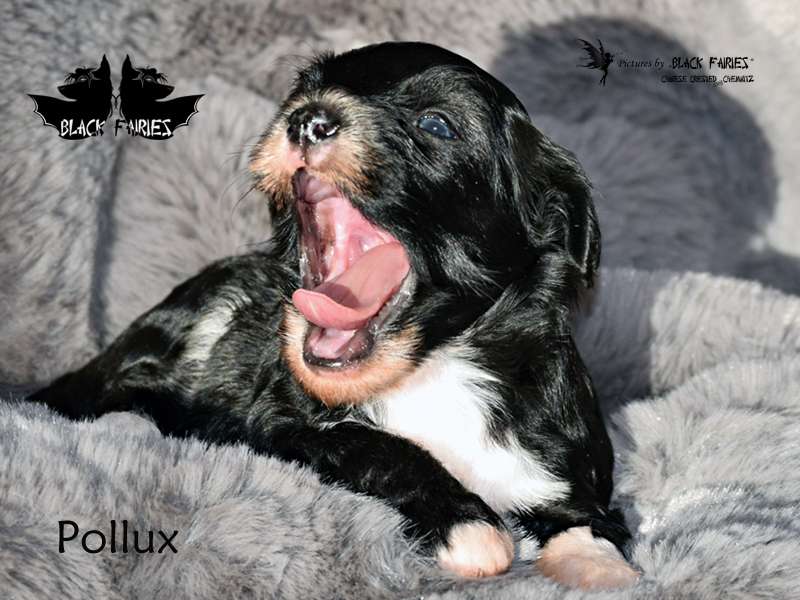 *BlackFairies* "Pollux" Son of Zeus