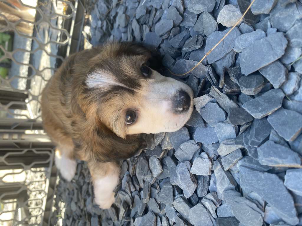 Kameleondogs kennel Yumi