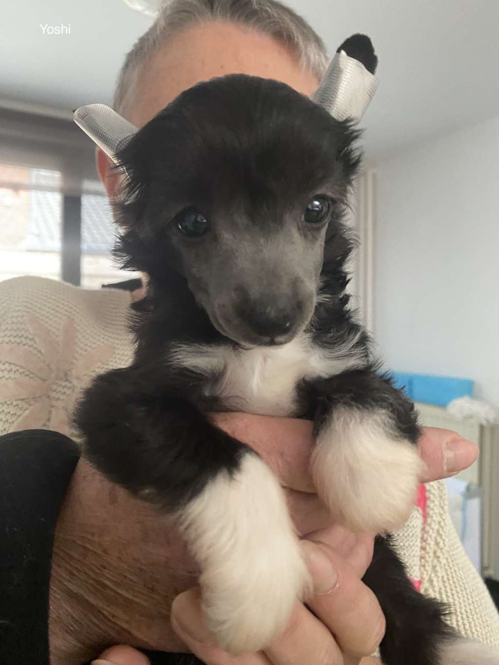 Kameleondogs kennel Yoshi