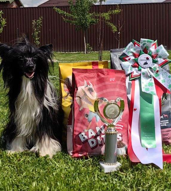 Predannaya Iskorka Dynasty