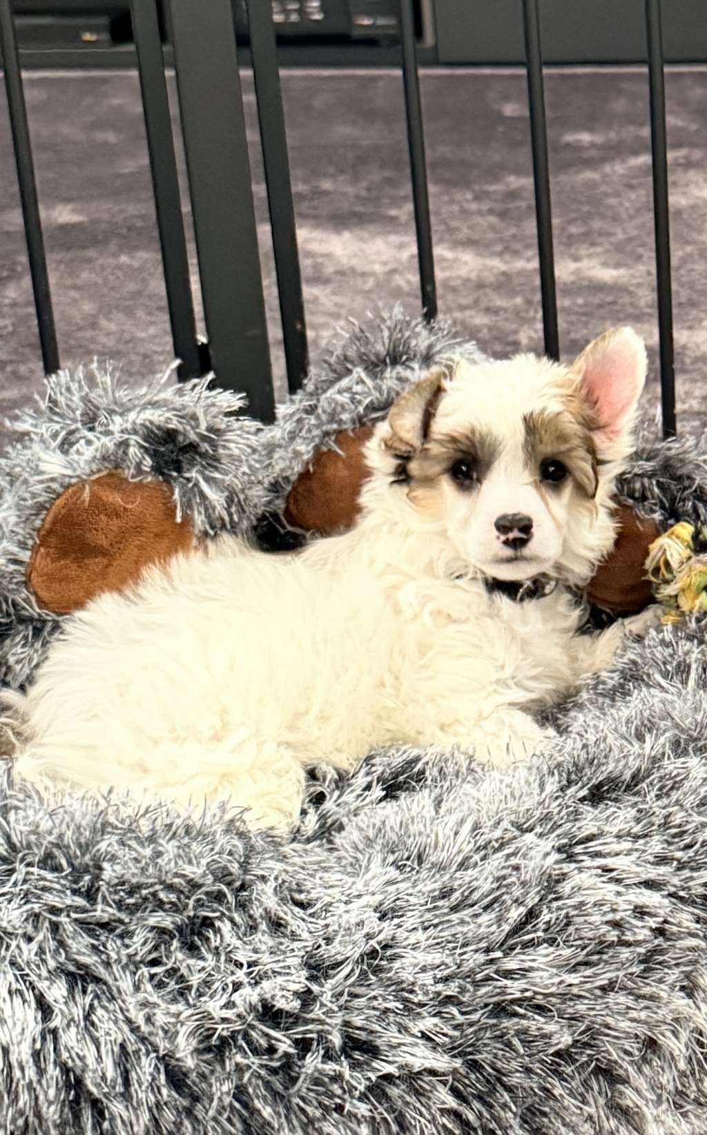 Batman The White Royal Cassovia