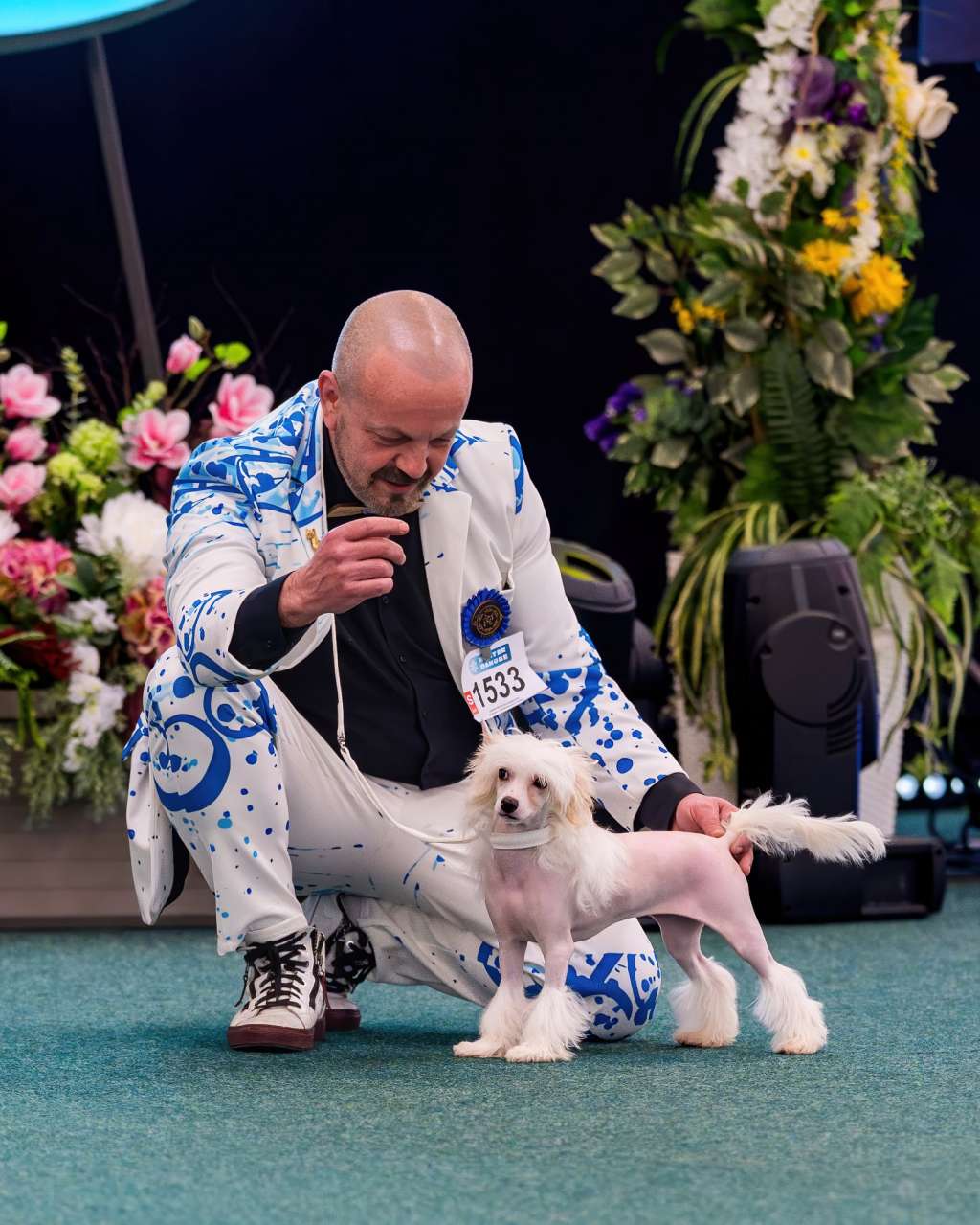 British Queen Royal Cassovia