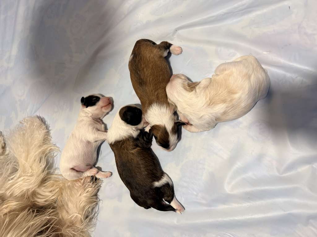 Blue Sky Royal Cassovia