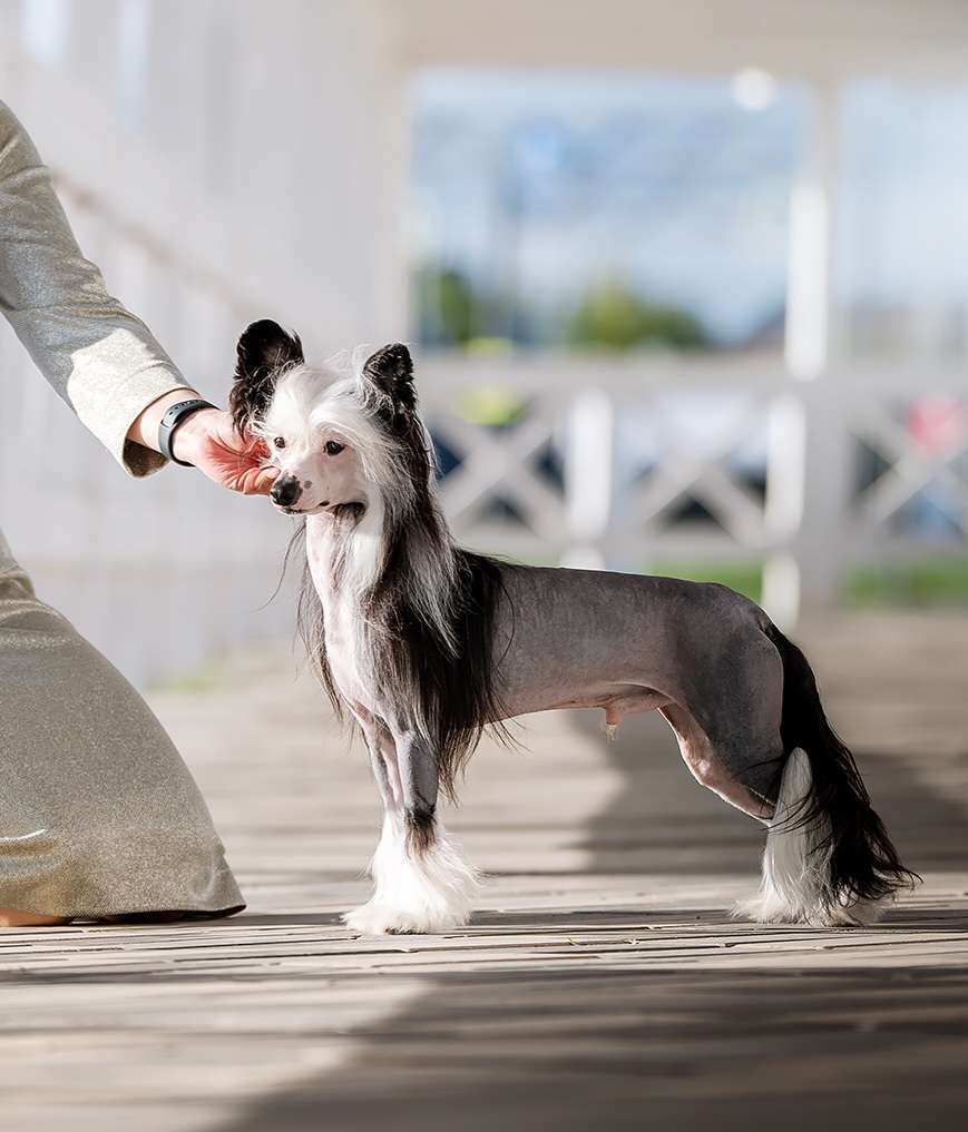 HitLine Ltd Taymarin