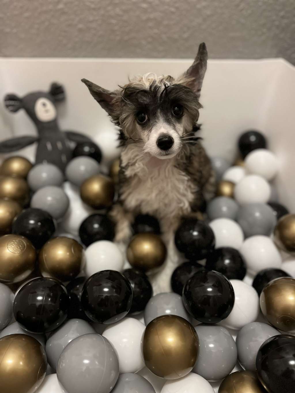 Bunny Hug Like Ice in the Sunshine