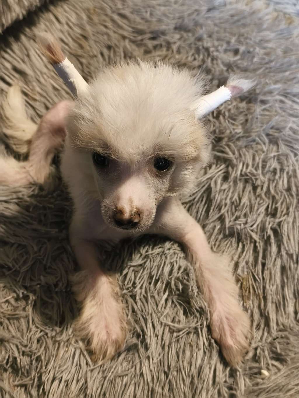 Amour De Luxe Dakota