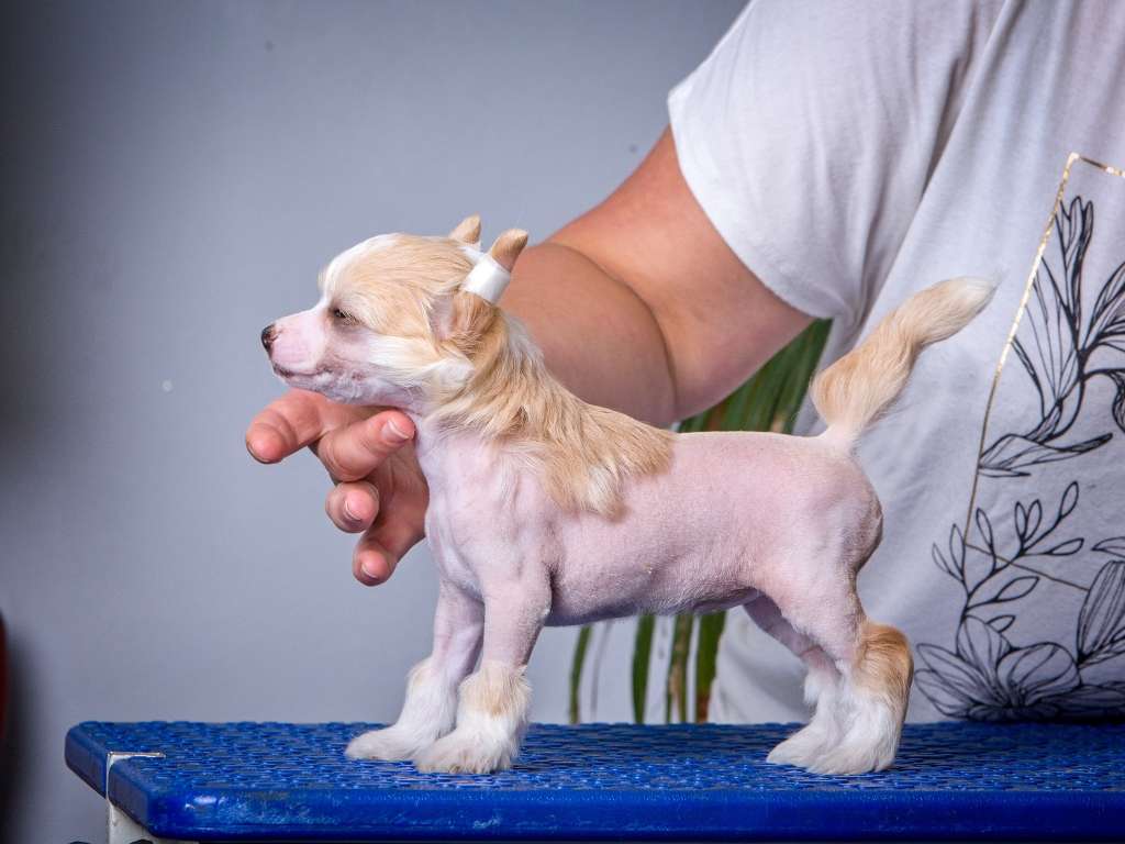 Berenika od André a Sábi