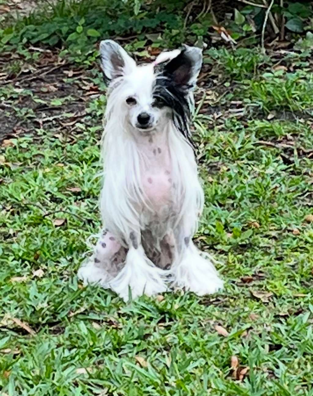 Cristall Slayer Of Dragons At Brymar