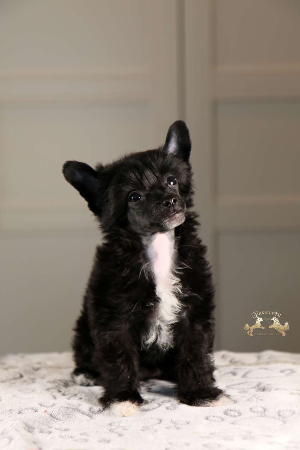 Tinklecrest Glittering Moonbeam