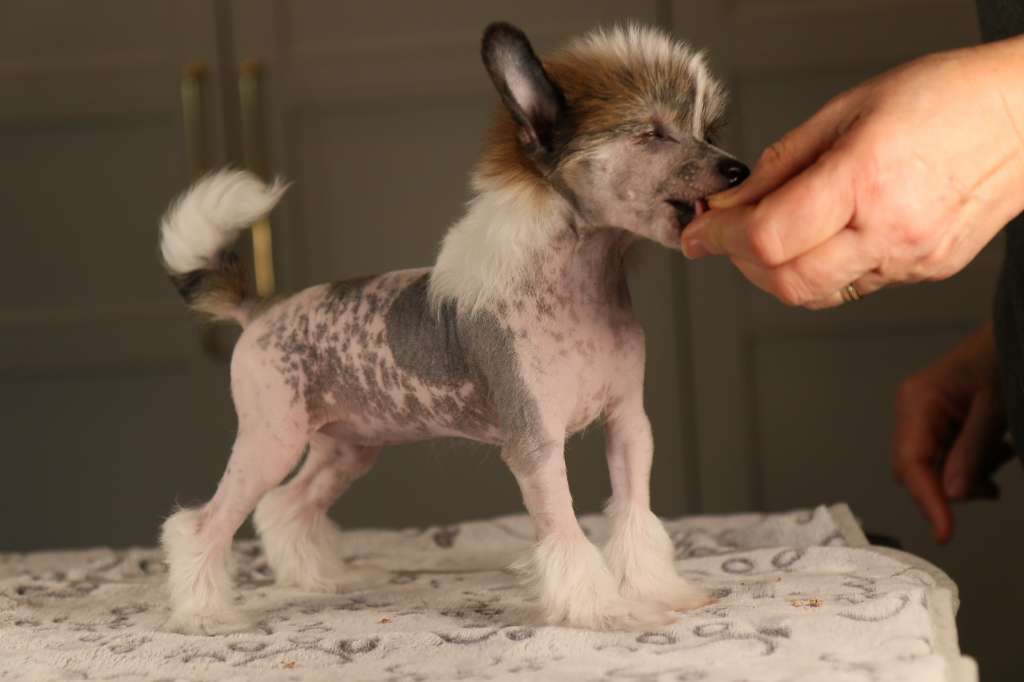 Tinklecrest Glowing Moonbeam