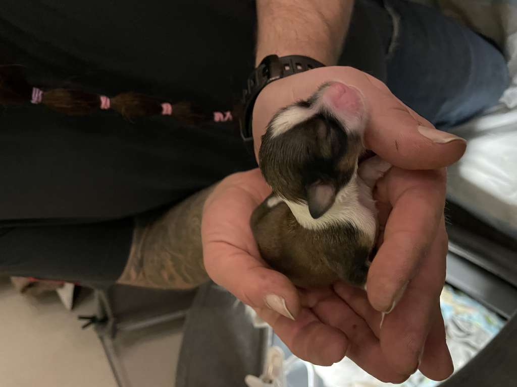 Falka Efisdóttir from Vikings Castle