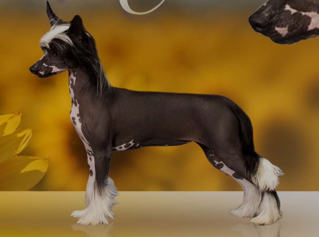 Piedmont Kaylen?s Rise of the Beasts