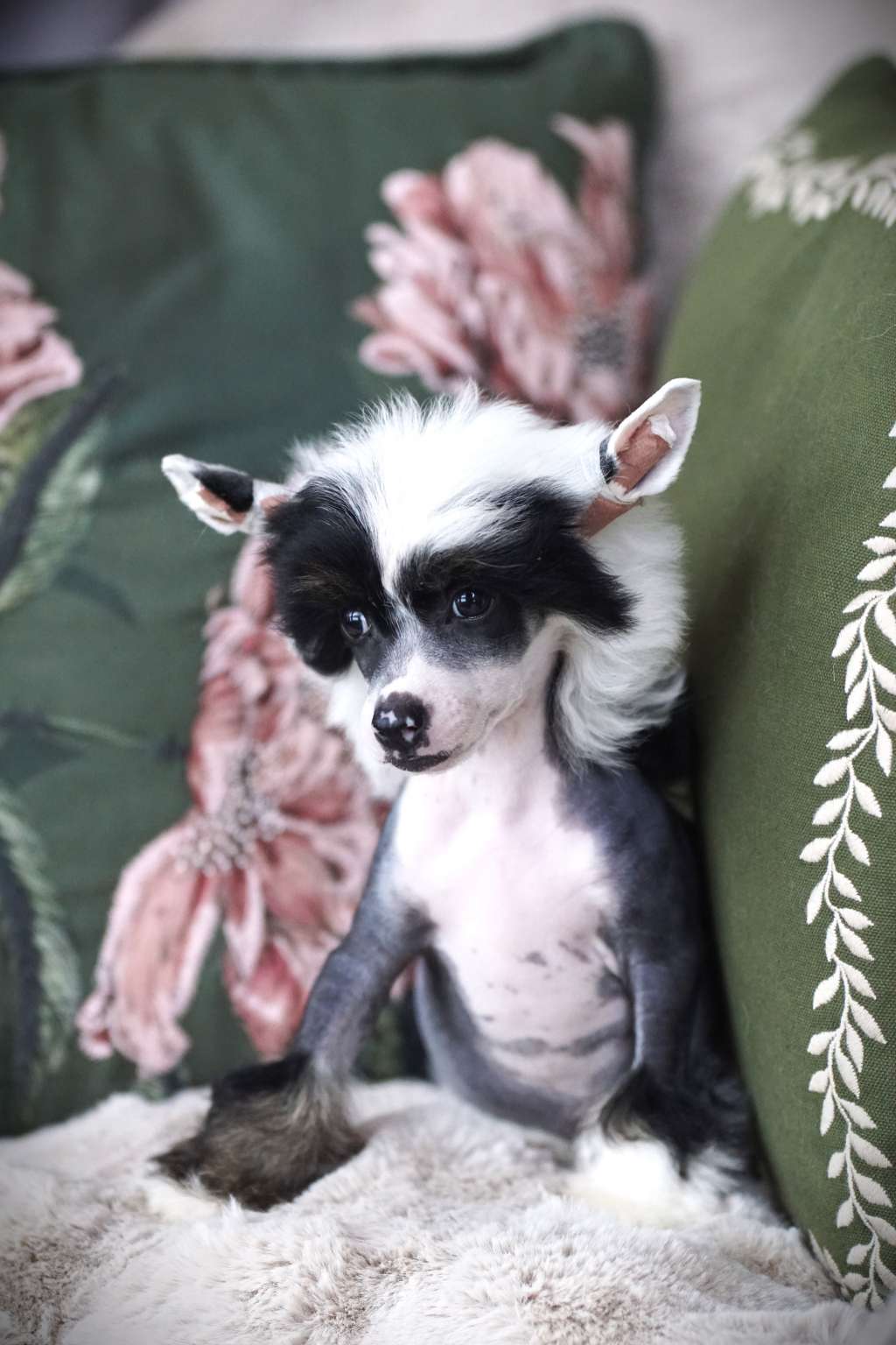 Glitter Force Heybett