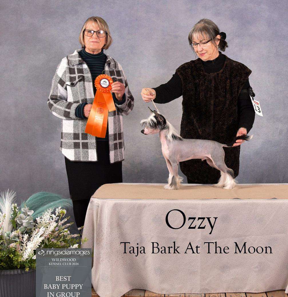 Taja Bark At The Moon