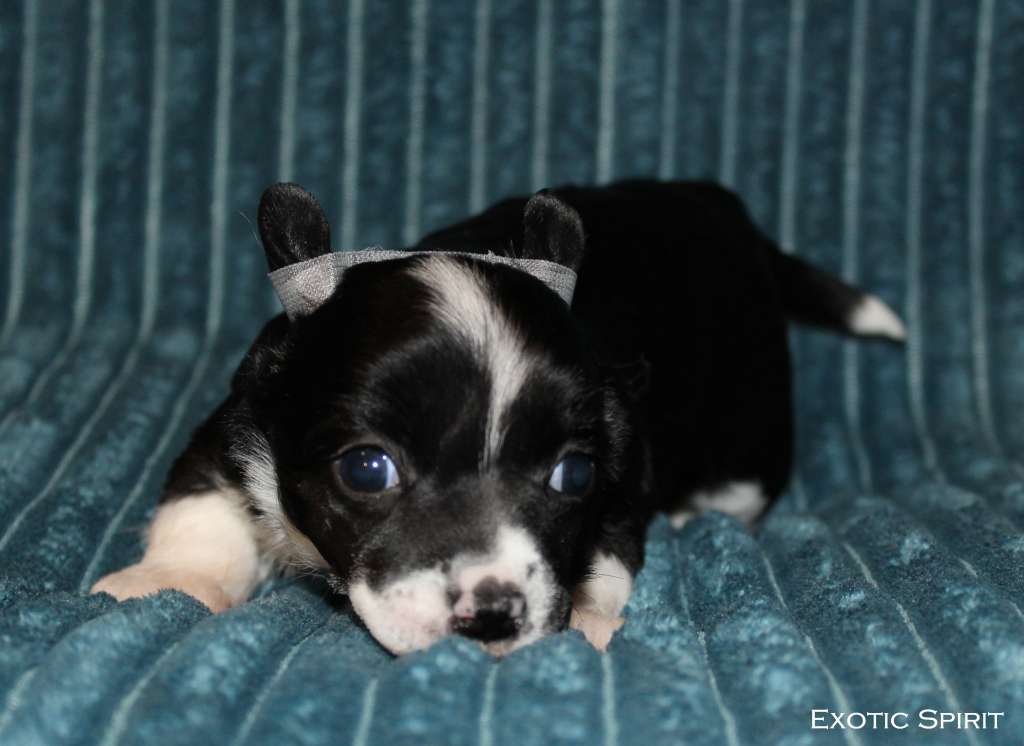 Exotic Spirit Buddleia-Bloom Fairy