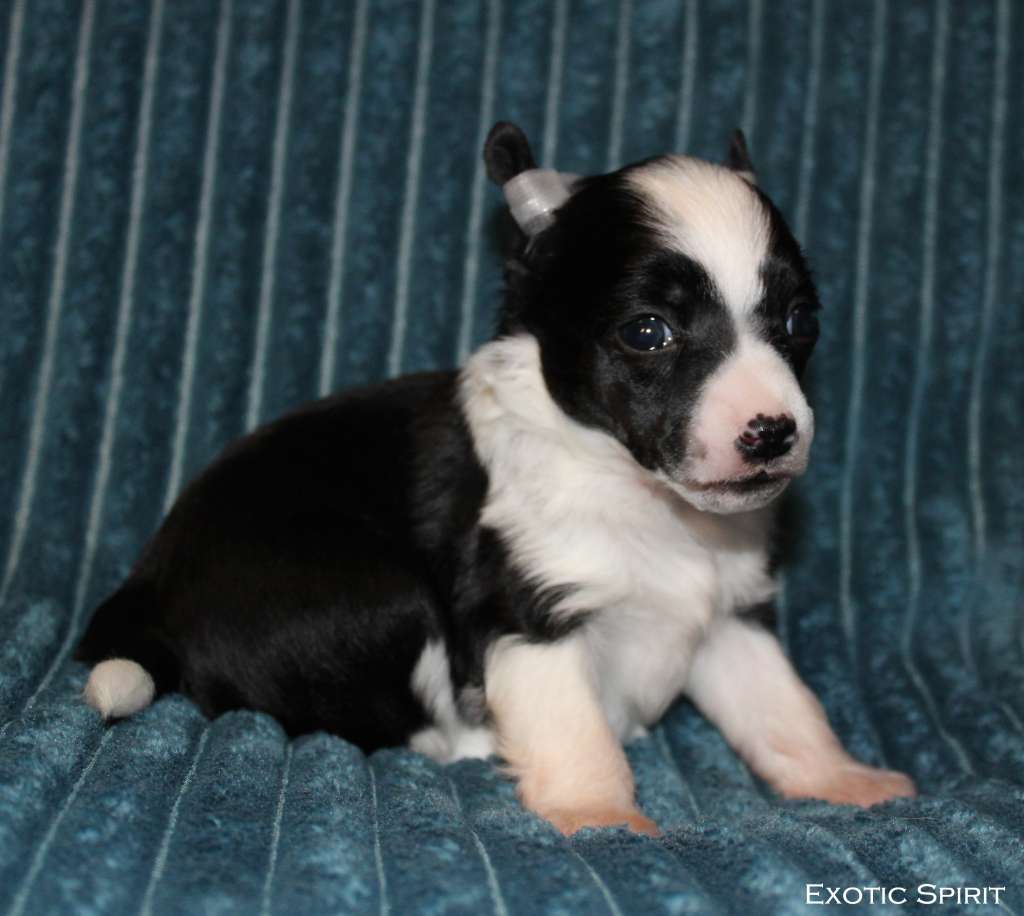 Exotic Spirit Bonito-Happy Pixie