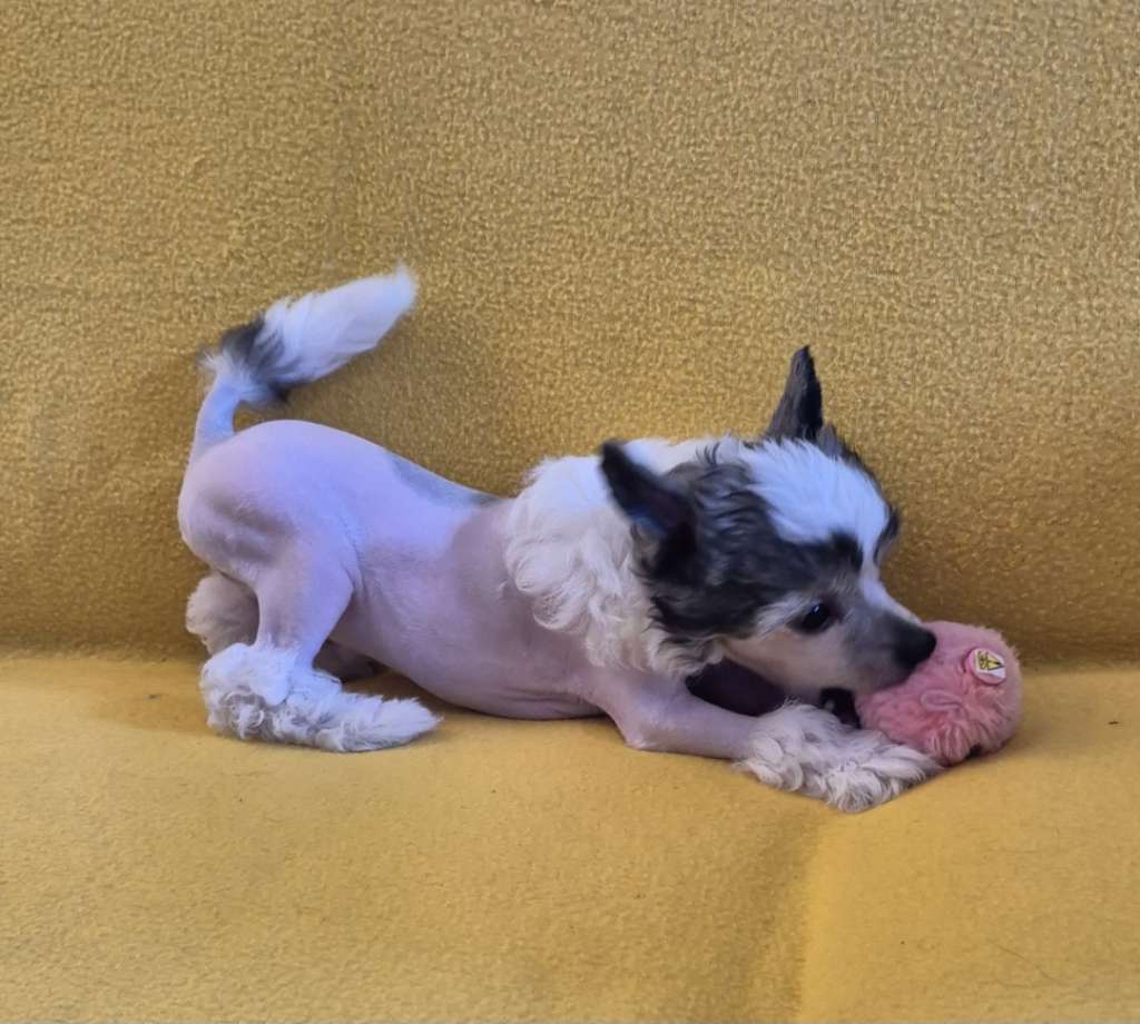 Aisha Issis's Kingdom