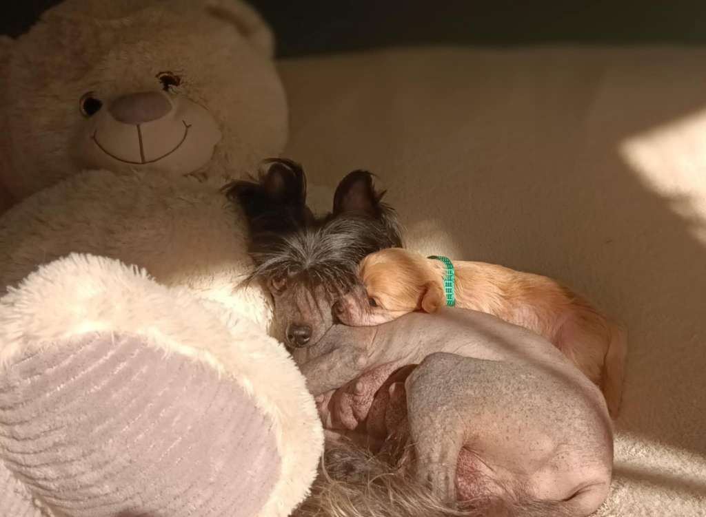 Fehérlófia Pöttöm Panna