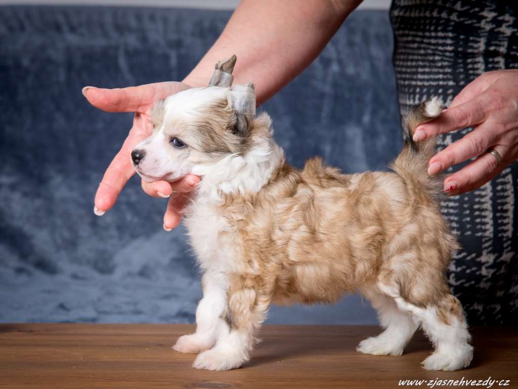 Ice Man z Jasne hvezdy