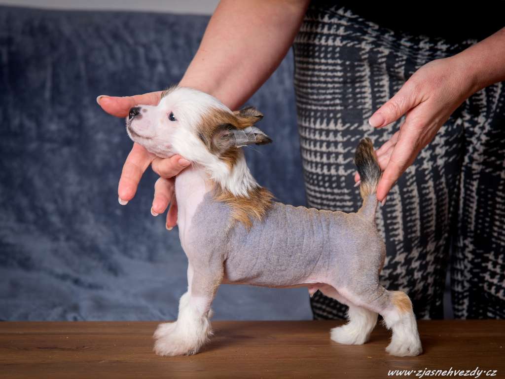 Ice Star z Jasne hvezdy