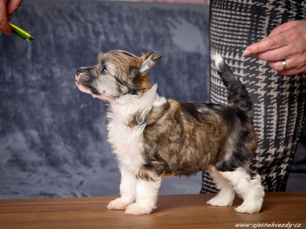 Ice Queen z Jasne hvezdy