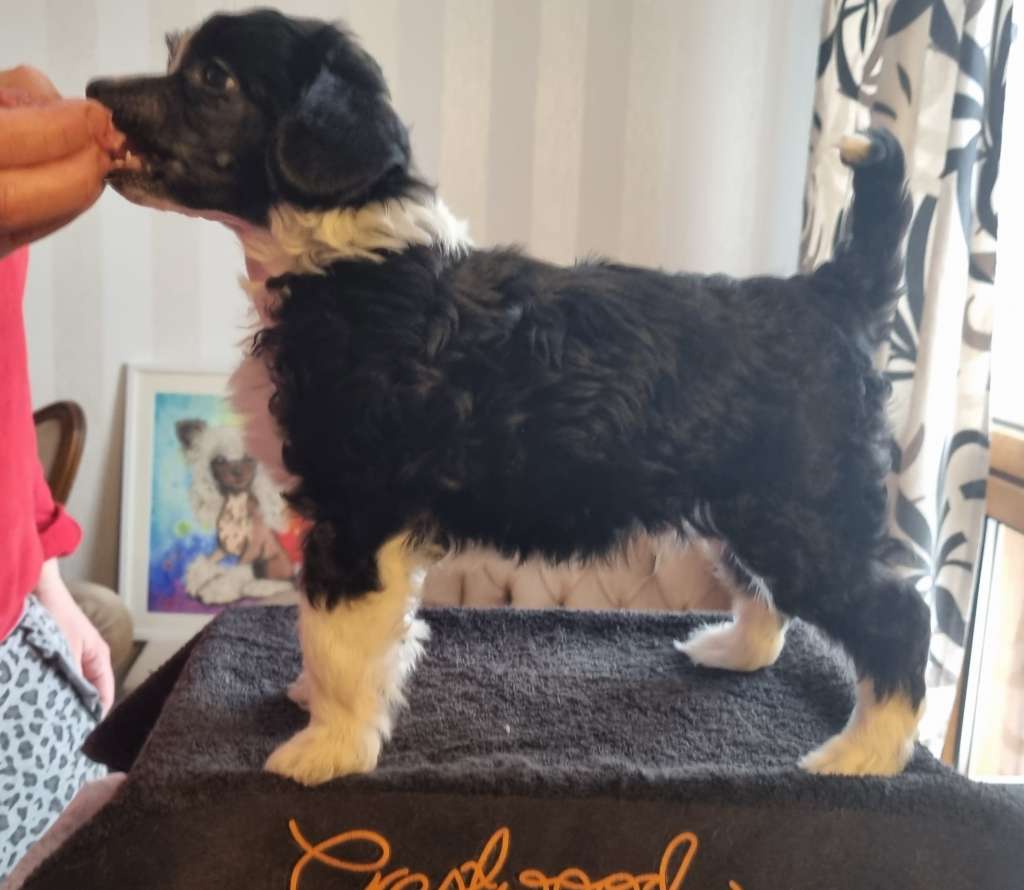 Crestwood Ultimate Hairmetal Chaos