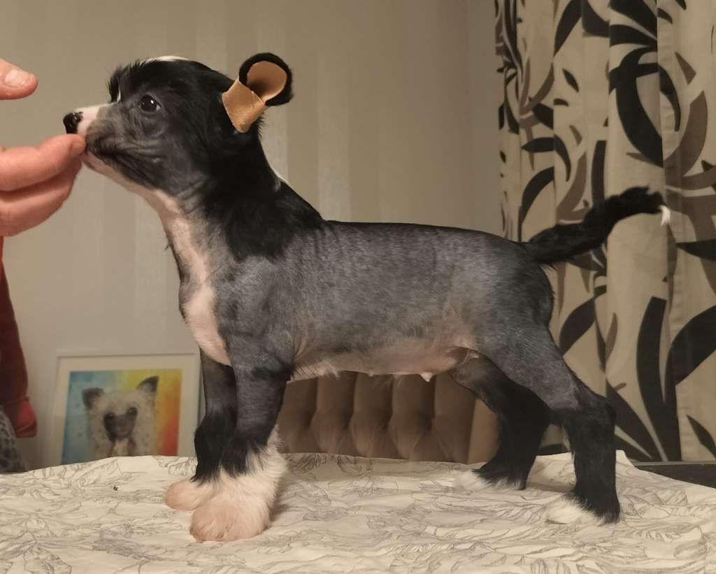 Crestwood Unidentified Flying Object