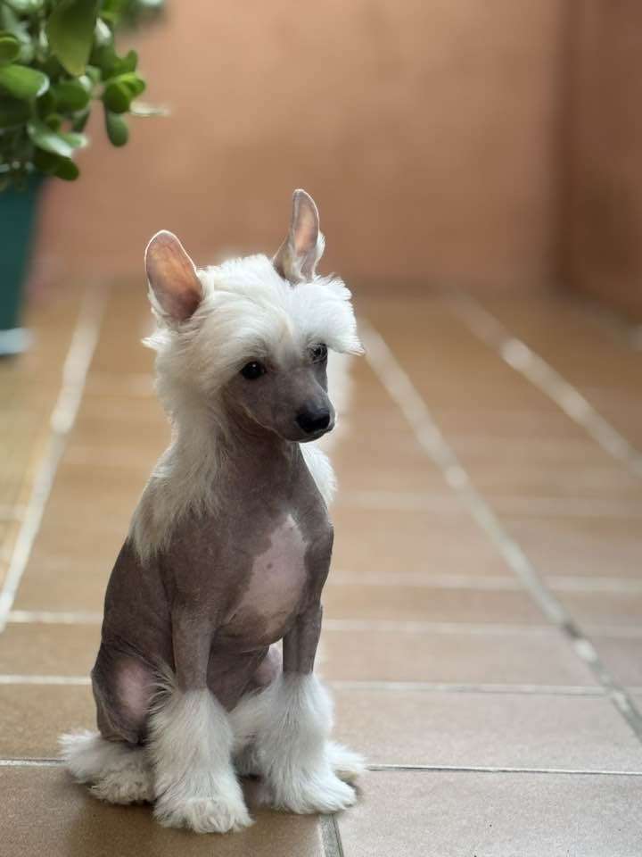 Dream Of You De Sothis