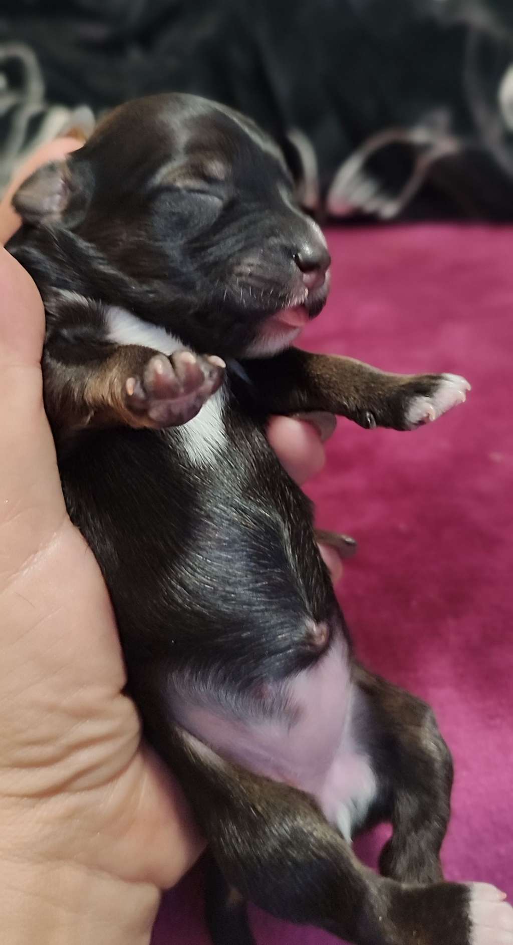 Afife Queen Malverne