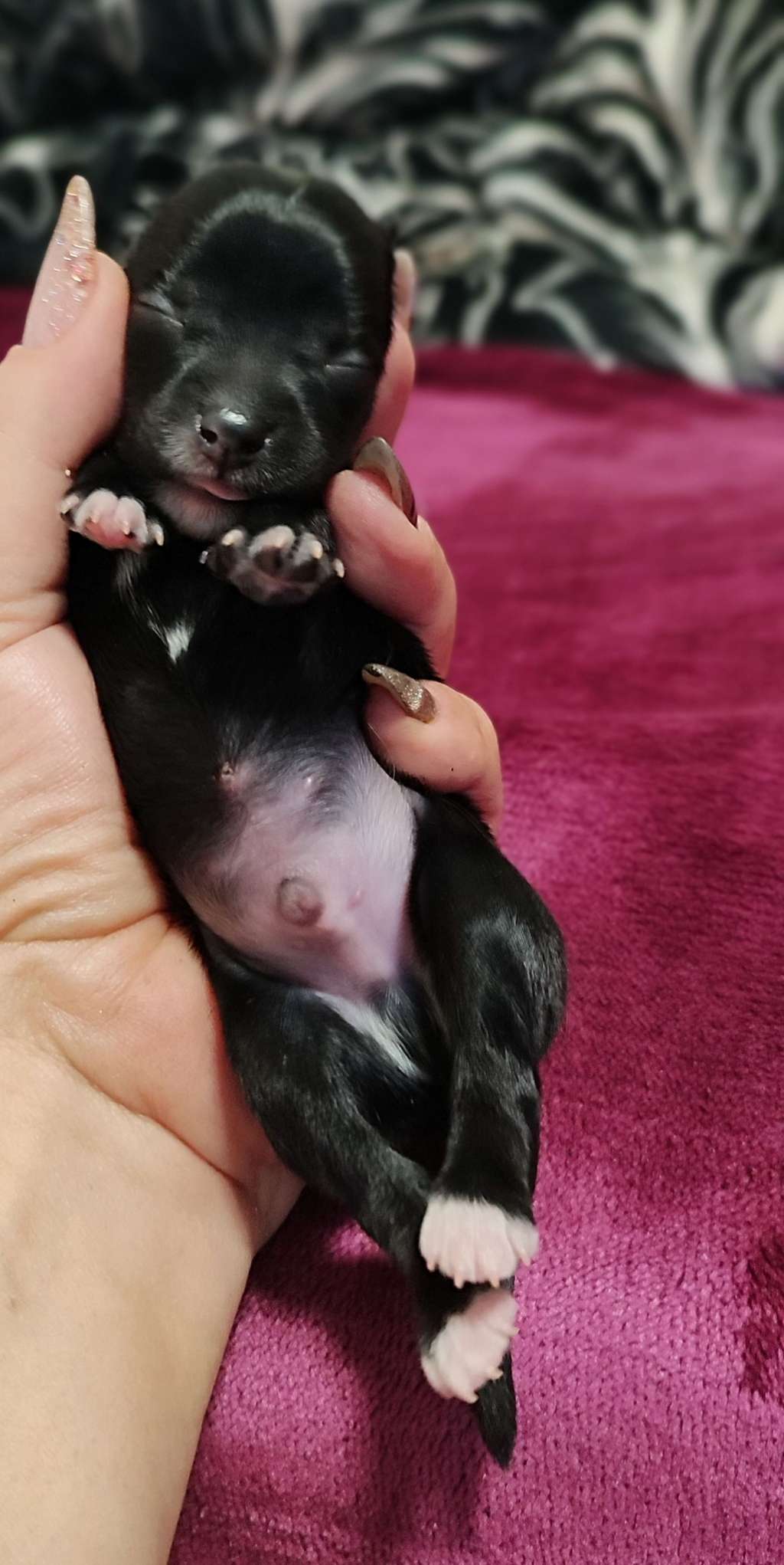 Afnan Queen Malverne