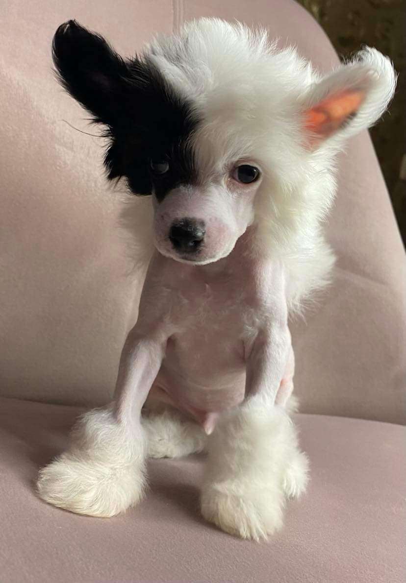 Djoy