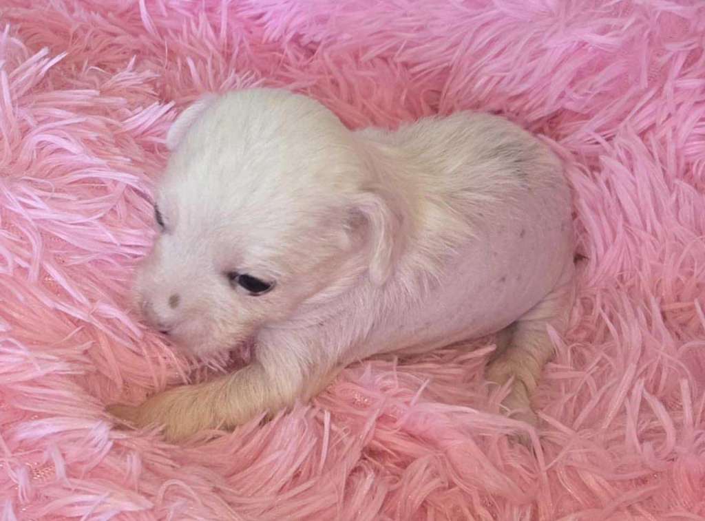 Suanho's Witty Wishram