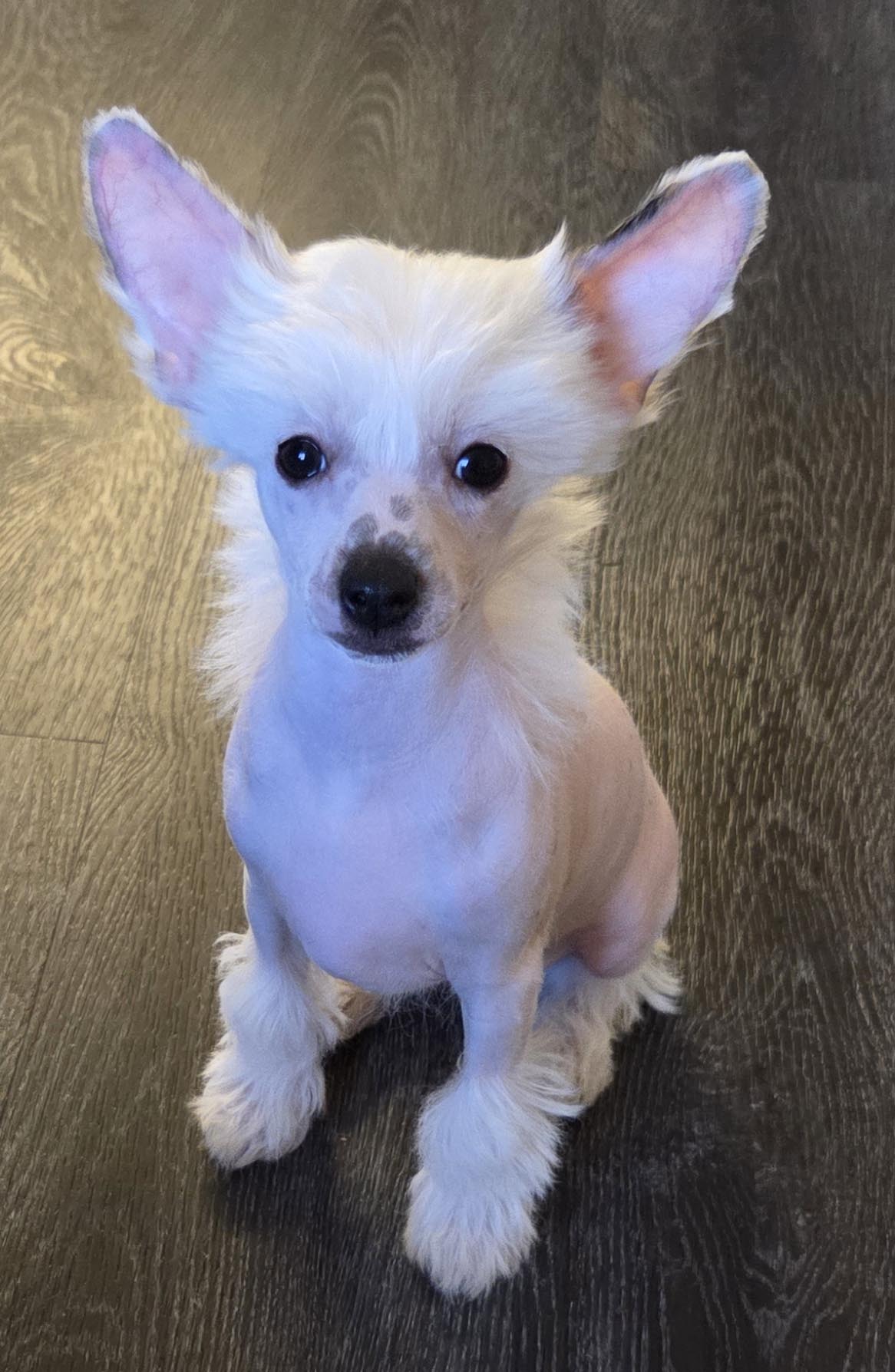 Suanho's Spotty Secoya